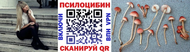 Псилоцибиновые грибы Psilocybe  OMG ссылки  Алагир 